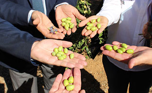 Variedades de olivo.