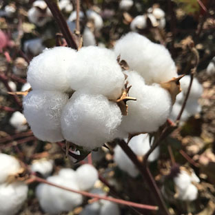 El algodón y la remolacha reciben casi 11 millones de ayudas agroambientales. 
