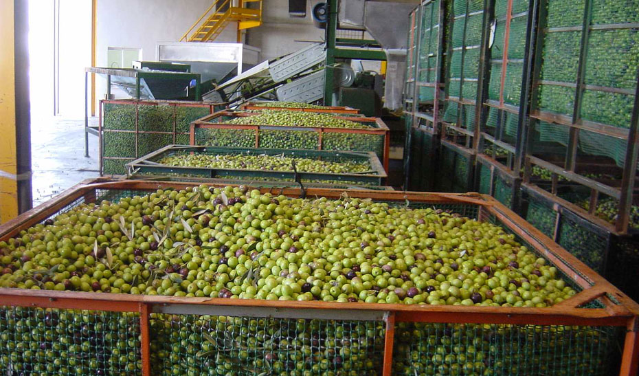 Las ayudas al sector del olivar se elevan a 21 millones.