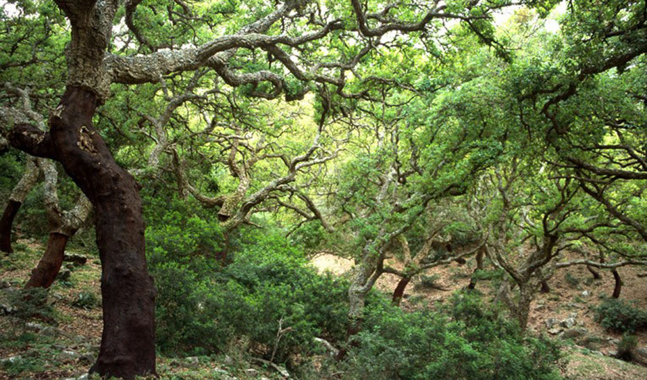 La provincia de Cádiz cuenta con un gran patrimonio natural en el que sobresalen por su importancia y singularidad los bosques de alcornocal.