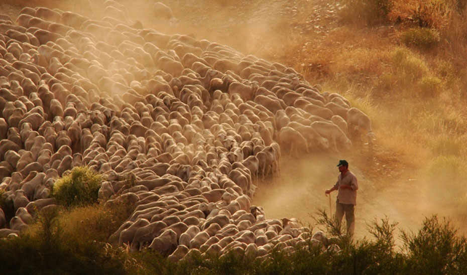 Un pastor guiando a un rebaño de ovejas.
