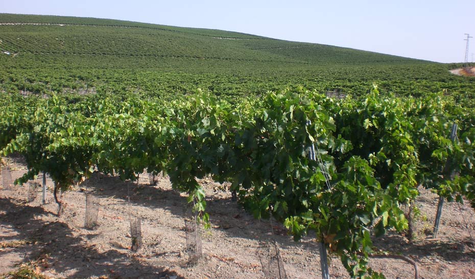 Los agricultores interesados en aumentar su superficie de viñedo o incorporarse al cultivo de uva para vinificación podrán presentar la solicitud hasta el 28 de febrero.