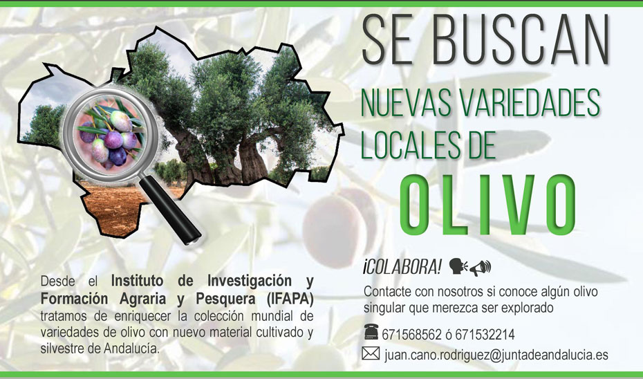 Cartel de la campaña para reunir nuevas variedades locales de olivar.