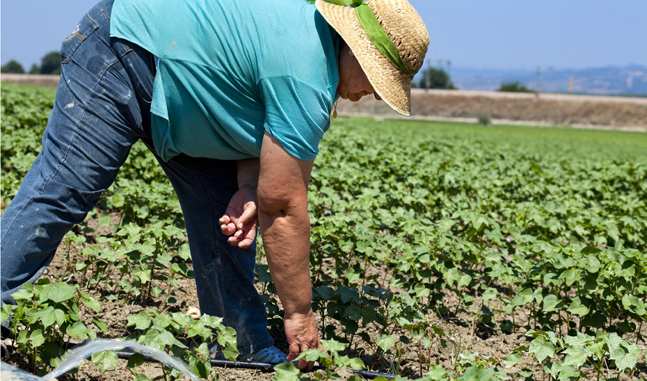 Una agricultora supervisa un cultivo.