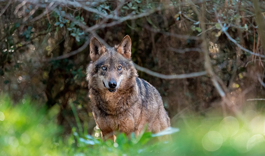 La Comisión Europea respalda las medidas adicionales adoptadas para abordar la situación del lobo en Andalucía.