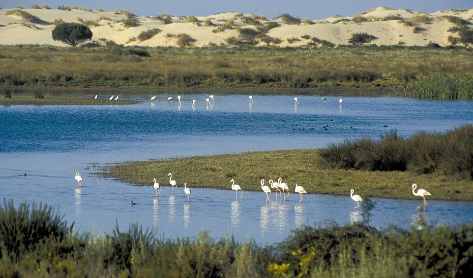 Imagen de las marismas de Doñana, uno de los espacios protegidos más importantes del territorio andaluz.