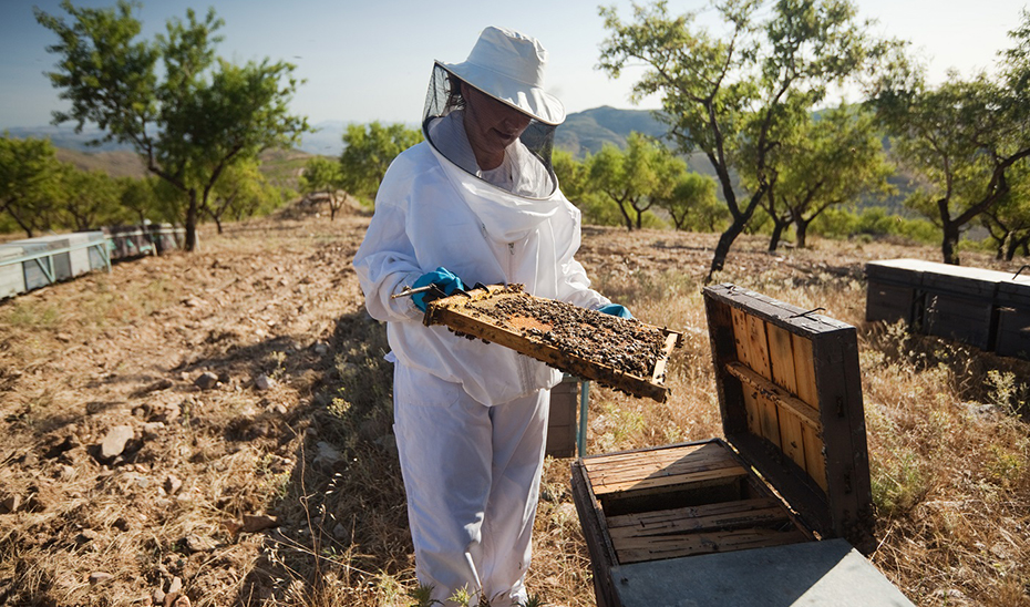Una apicultura andaluza revisa sus colmenas.
