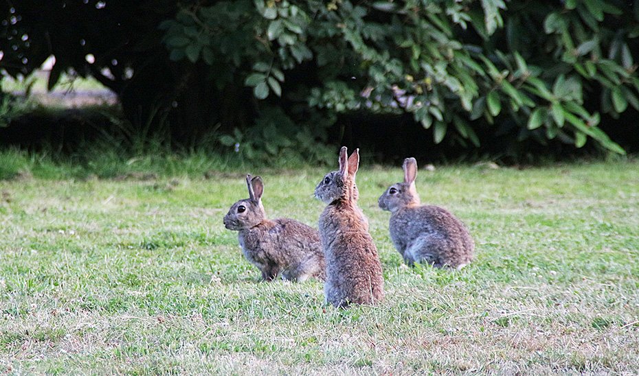 Tres conejos de campo.