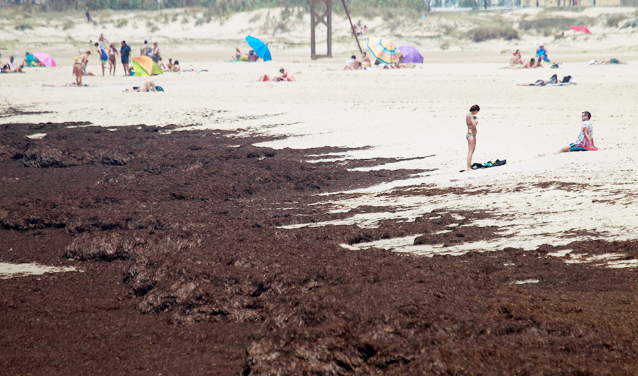 Aspecto que presenta la playa gaditana de Tarifa por la invasión del alga asiática \u0027Rugulopterix okamurae\u0027. (Foto Efe)