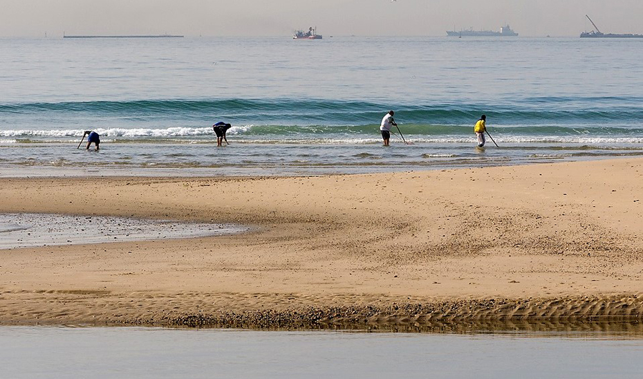 Varios mariscadores recogen coquinas en una playa de Huelva.