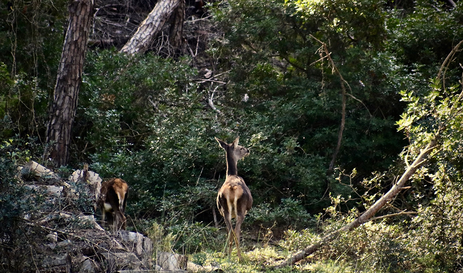 Una pareja de ciervos en terrenos forestales andaluces.