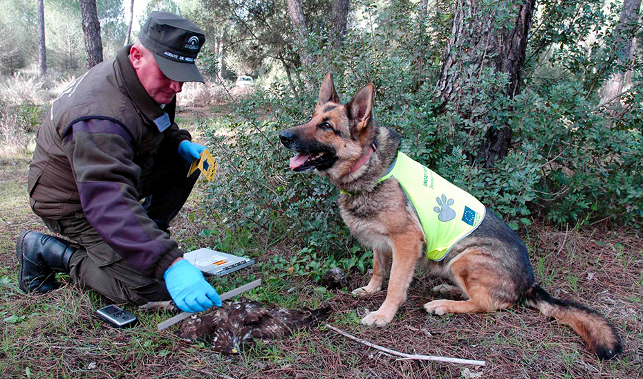 Los equipos de perros inspeccionan aquellas zonas con sospechas de uso ilícito de venenos.