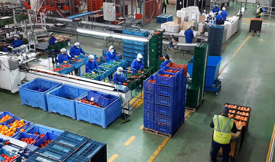 Operarias en la planta envasadora de una empresa pimentera andaluza dedicada a la exportación.