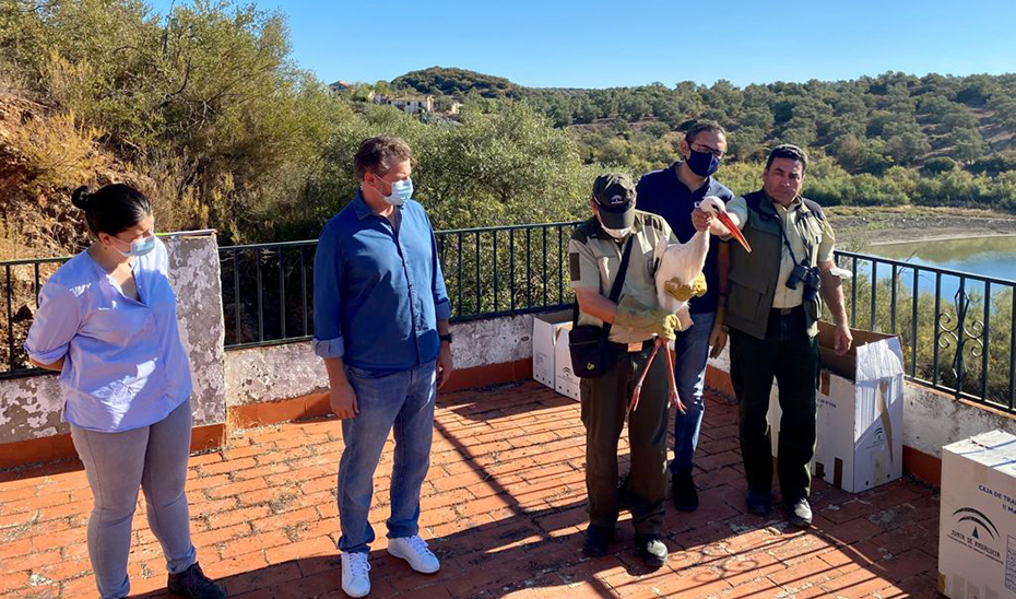 Suelta de una cigüeña blanca este viernes tras las obras de mejora en las áreas de descanso para la liberación de aves recuperadas en Córdoba.
