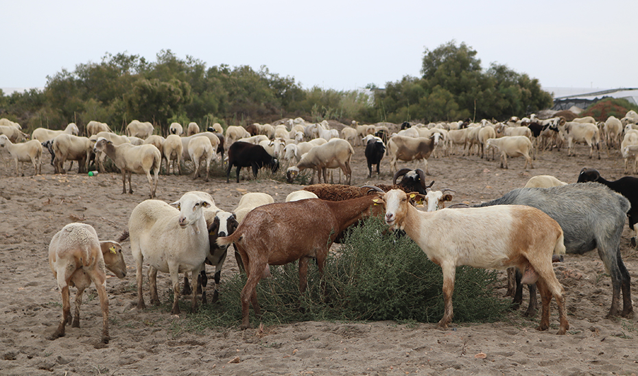 Un rebaño de cabras pastando en tierras almerienses.