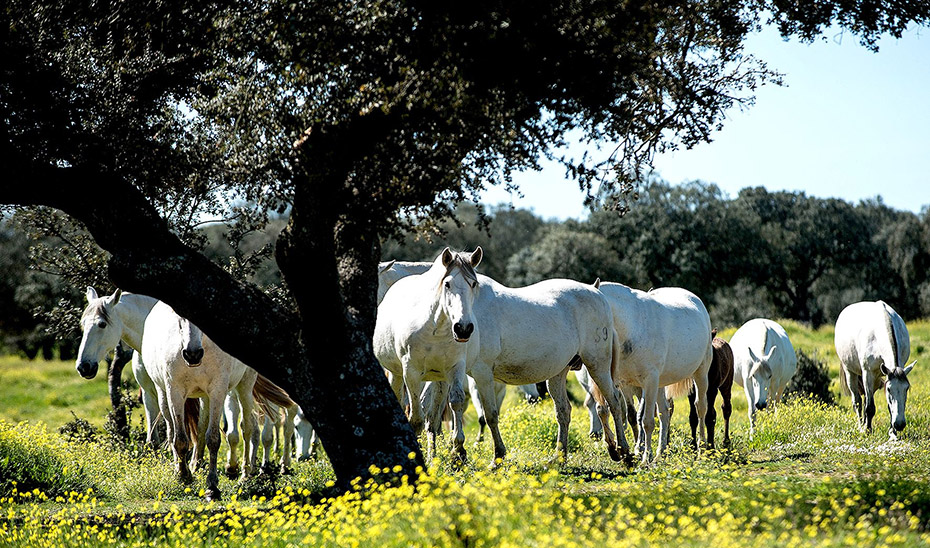 Caballos pastando.