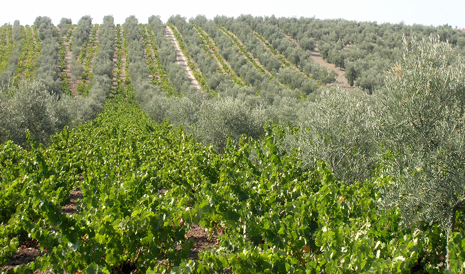 Viñedos entre olivos en Moriles (Foto: Miguel Lara).