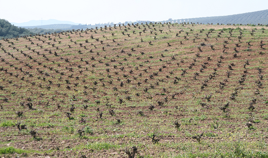 Aspecto de un viñedo de Montilla en invierno, en el inicio de un nuevo ciclo (Foto: Miguel Lara).