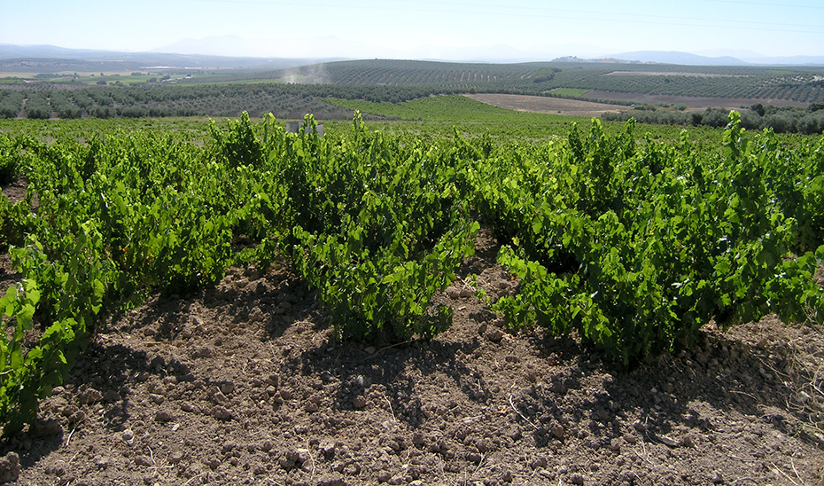 Un viñedo en el término cordobés de Aguilar de la Frontera (Foto: Miguel Lara).