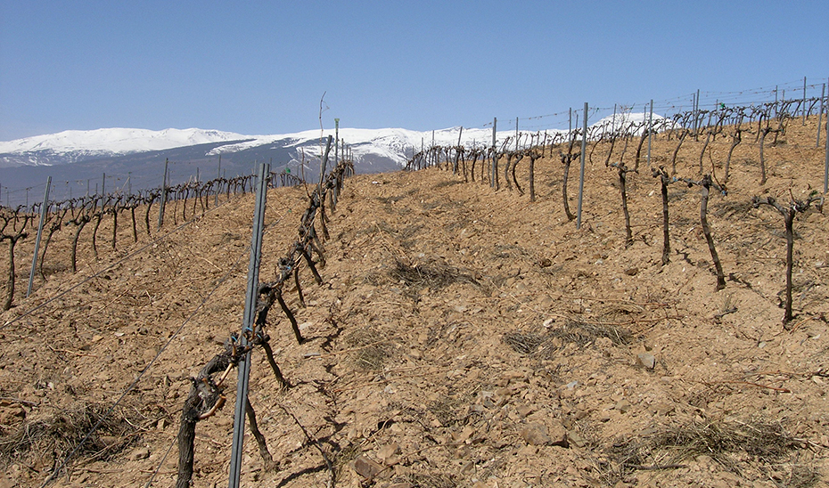 Viñedo de Cádiar, en la Alpujarra granadina, con las cumbres de Sierra Nevada al fondo (Foto: Miguel Lara).