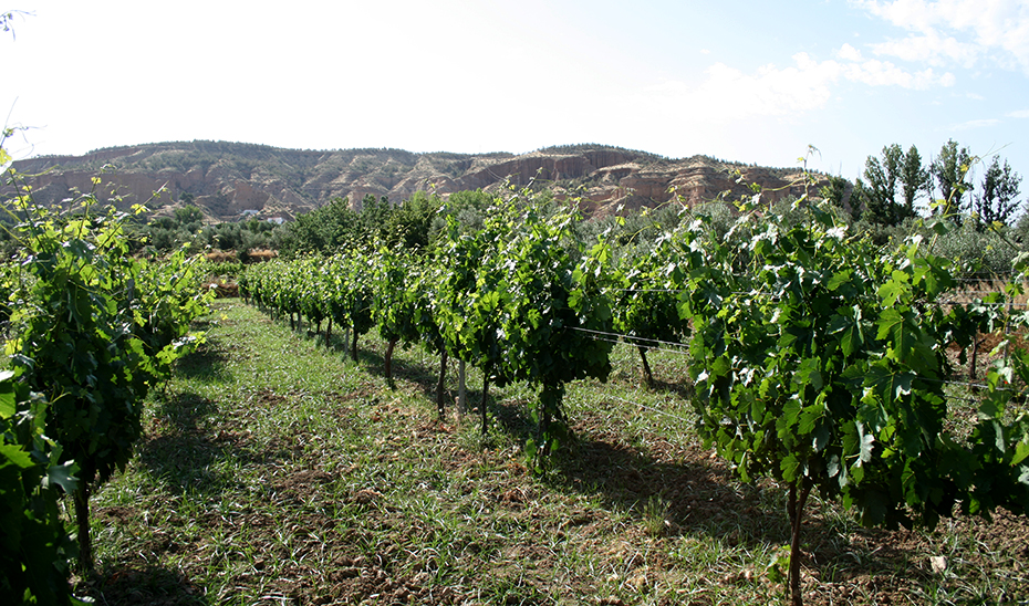 Viñedo en la localidad de Marchal (Foto: Miguel Lara).