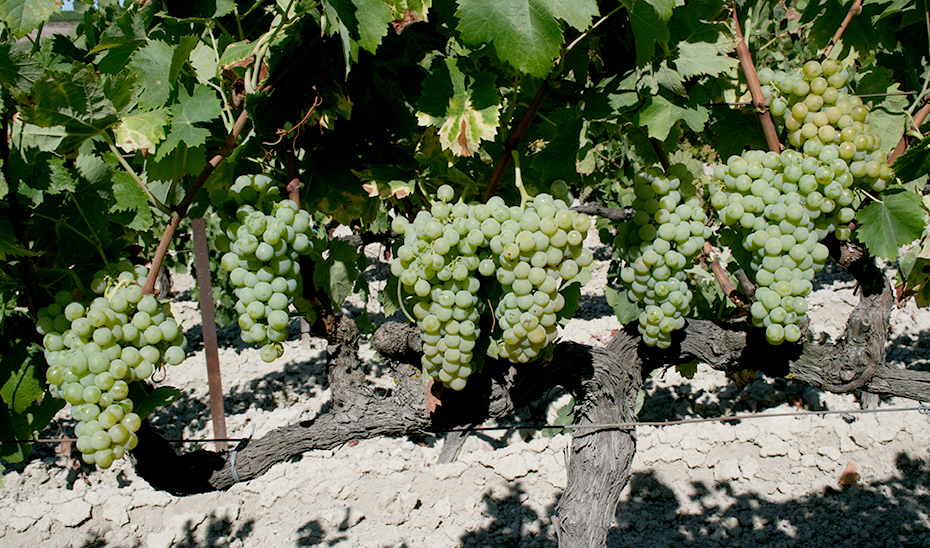 Una cepa de la variedad de uva Jaén (Foto: Miguel Lora).