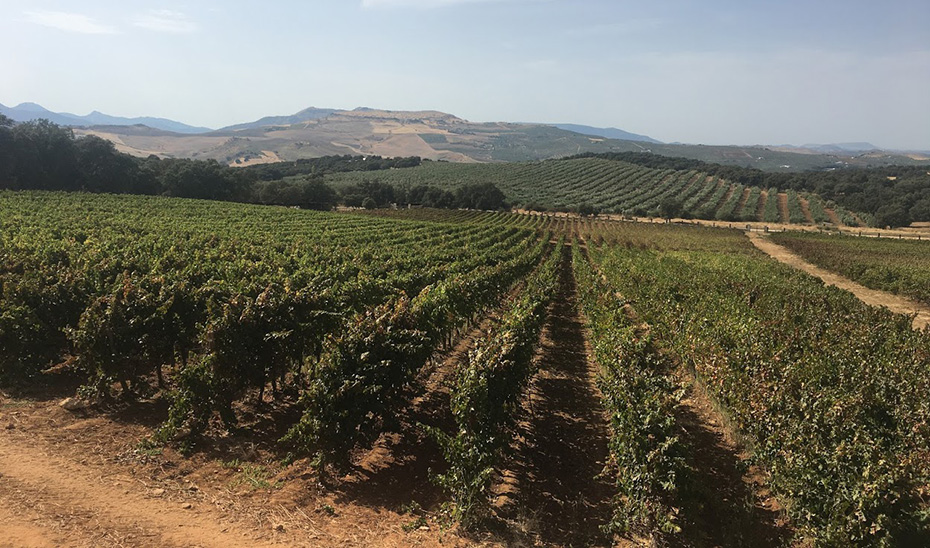 Paisaje de viñedos en las inmediaciones de Ronda. (Foto: Susana Villaverde)