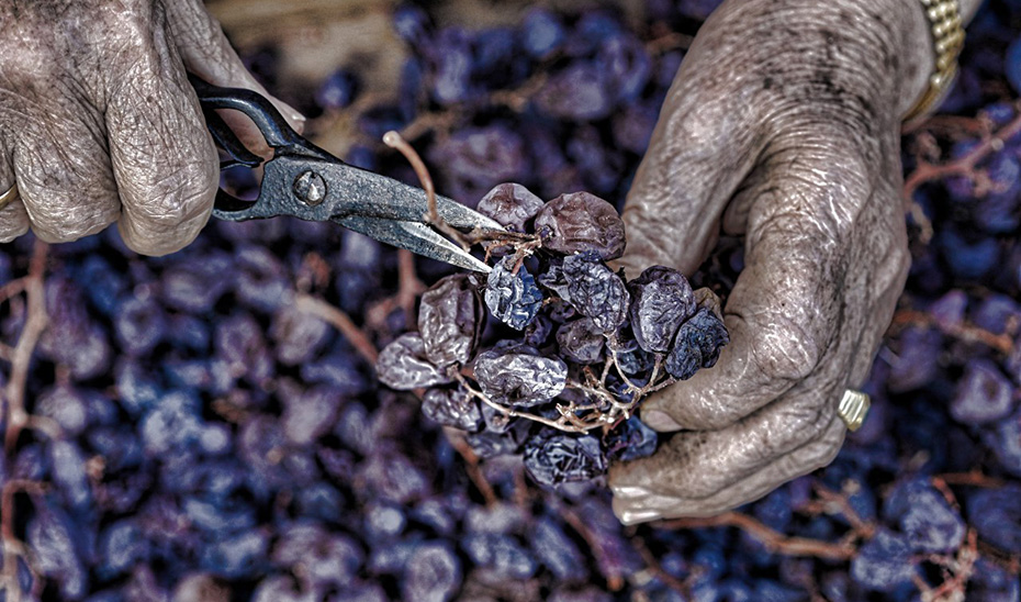 Unas manos experimentadas manipulan un racimo de uvas pasas. (Foto: Lorenzo Carnero)