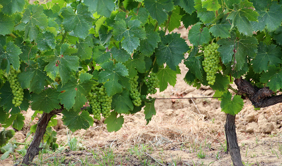 Cepas de la variedad zalema, característica de los vinos del Condado de Huelva.