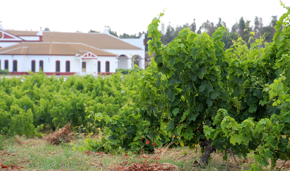 Una bodega y sus viñedos a las afueras de Villalba del Alcor.