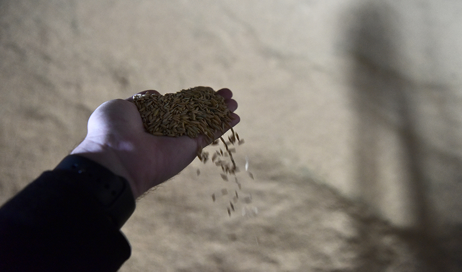 El trabajador de una cooperativa del sector agrícola muestra arroz en su almacén.