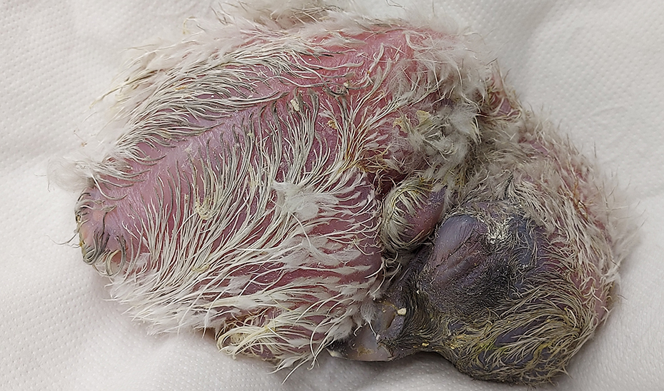 'Girón', el primer polluelo nacido este año en cautividad en Andalucía el 15 de febrero.