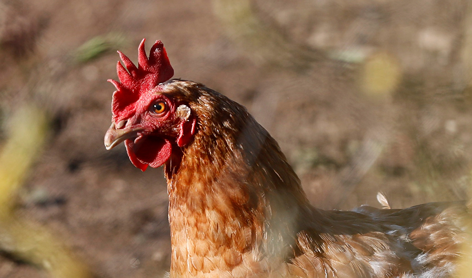 Ejemplar del sector avícola, que produce en Andalucía cada año 435.000 toneladas de carne de pollo y 56.000 docenas de huevos. (Foto Archivo EFE)
