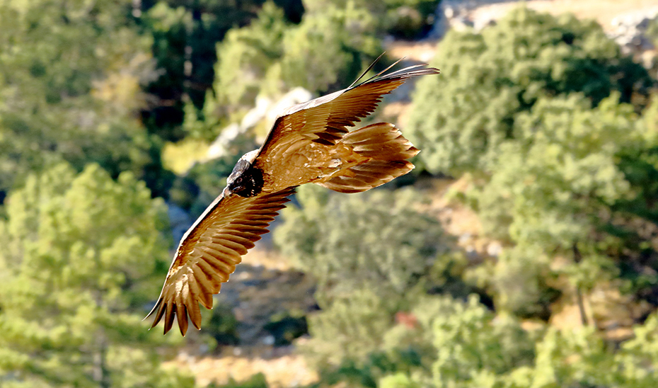 Boni en pleno vuelo, el primer ejemplar de quebrantahuesos andaluz que cruza  (Foto Enrique Ávila)