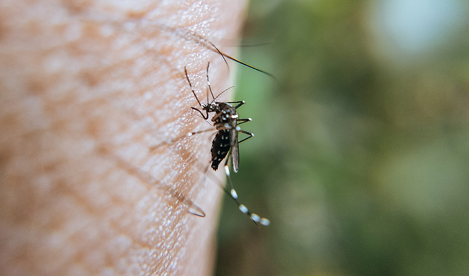 Un mosquito se posa sobre la piel de un hombre.