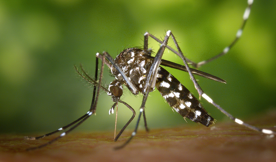 Las actuaciones de vigilancia de mosquitos reducen los casos de Fiebre del Nilo Occidental