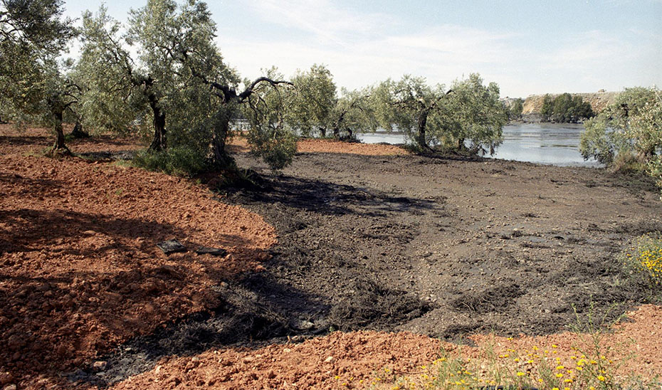 Imagen de archivo de los olivares que se encuentran en la ribera del río Guadiamar invadidos por lodos tóxicos en abril de 1998 (EFE).