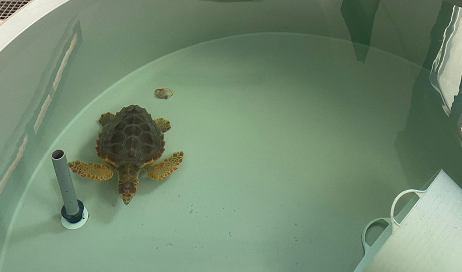 Un ejemplar de tortuga boba en proceso de recuperación en el CEGMA de Algeciras. 