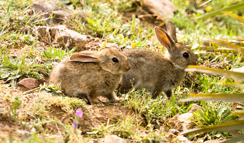 La Junta renueva un año más la emergencia cinegética por daños de conejos silvestres para la temporada de caza 2024/2025 