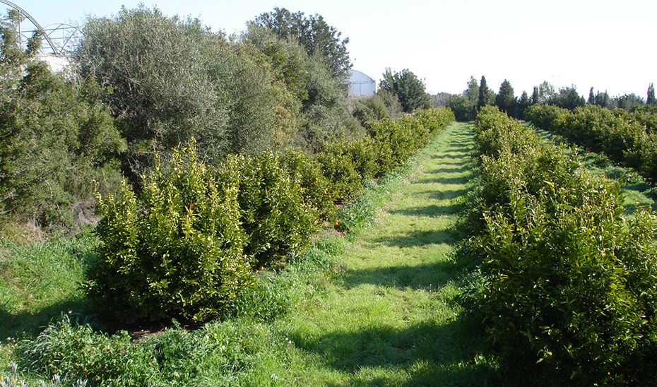 La superficie ecológica andaluza aumenta un 88% en una década y supera los 1,5 millones de hectáreas