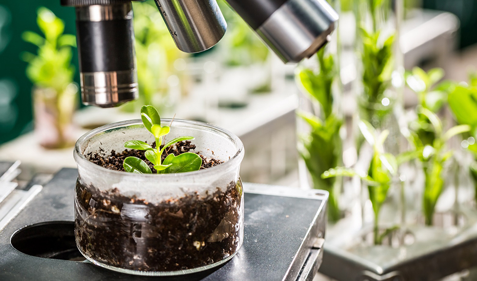 Investigación en laboratorio de una especie vegetal.