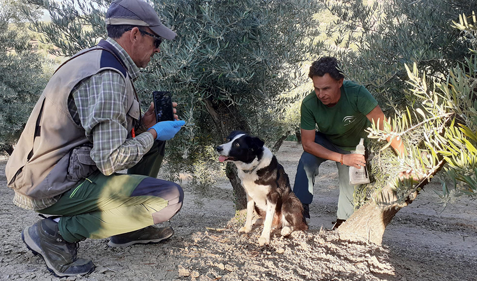 
			      Ruma, uno de los cuatro perros adiestrados para realizar labores de seguimiento y control de la población de linces en Andalucía.			    
			  