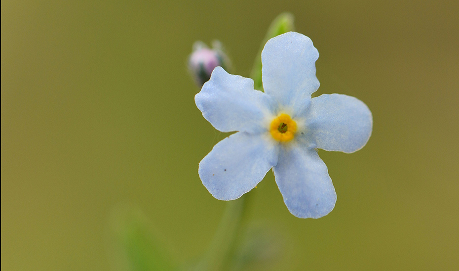 Ejemplar de 'Gyrocaryum oppositifolium Valdés'.