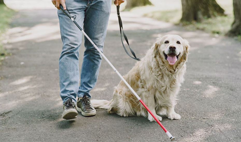 Una personas con discapacidad visual camina junto a su perro de asistencia.