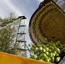 Las ayudas autorizadas forman parte de la línea de apoyo a la modernización del tejido agroindustrial.