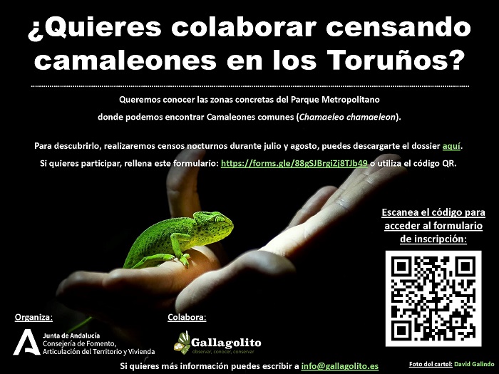 20230617_TORUNOS_CAMALEONES_CARTEL.jpg