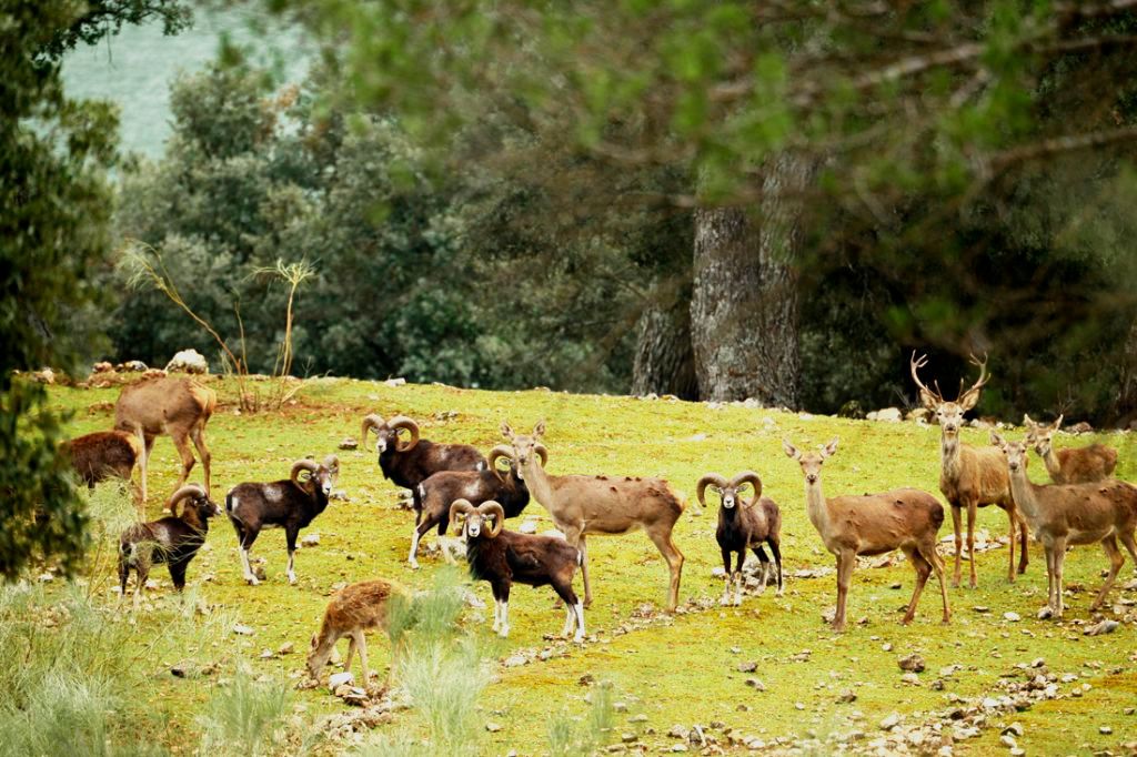 La Junta promueve la carne de caza sostenible.