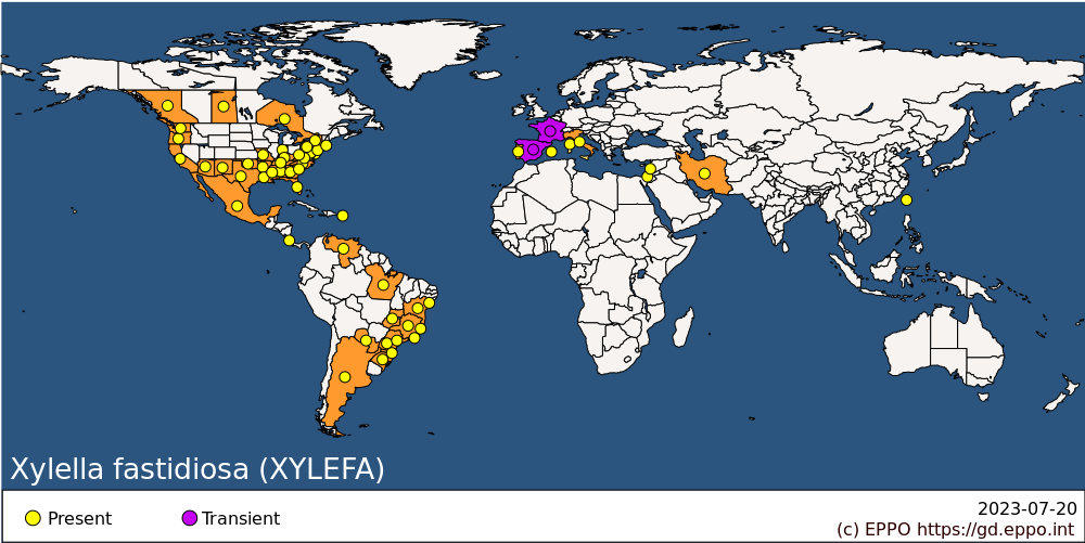 Mapa distribución Xylella fastidiosa