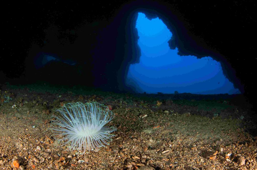 Vista de fondo marino